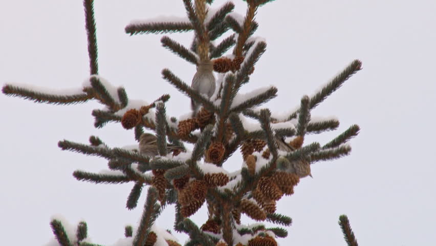 Wintertime flock of twittering birds ( pine siskin ) eating spruce cones on the