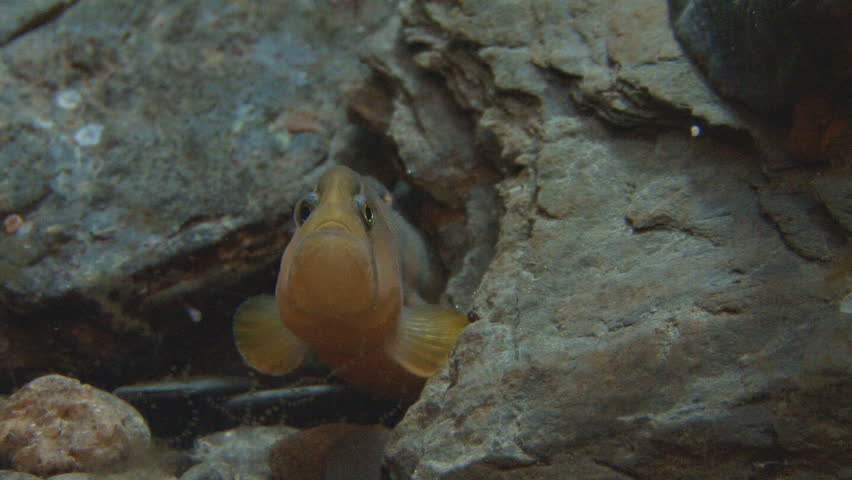 A very small and inquisitive eel poking out from its hidey hole behind a rock.