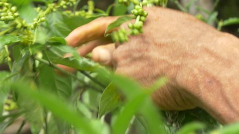 Collecting Chacruna. Hands Close Up. Psychotria viridis is a perennial shrub of the Rubiaceae family. It is known primarily as an additive to the ayahuasca brew used in South and Central America.