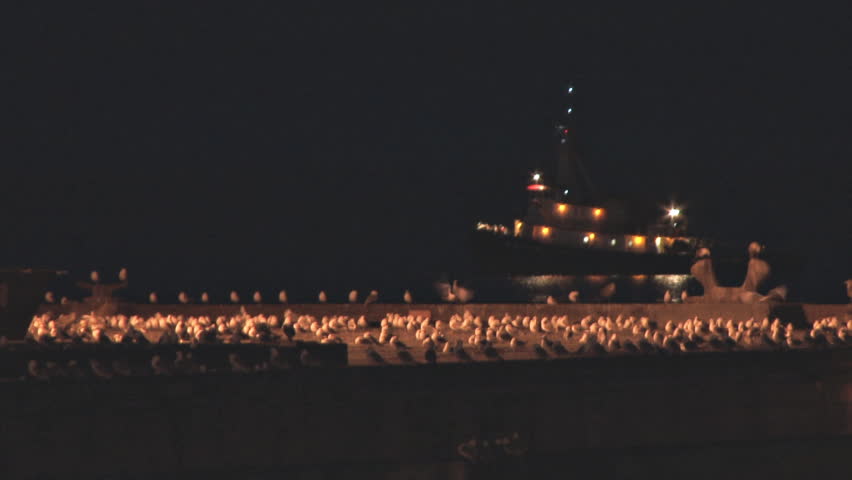 A bunch of gulls squabble about their sleeping spots while a tug boat moves past