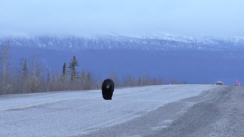 Truck Approaching Black Bear Walking on Yukon Highway