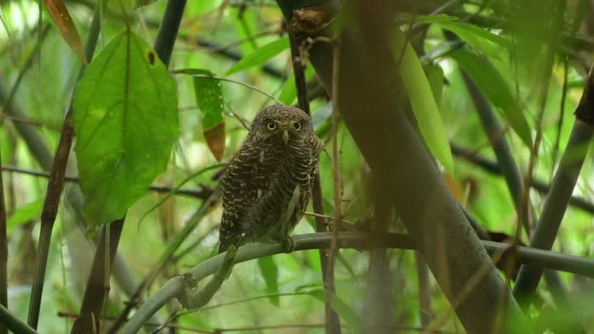 Small Owl ( Asian-barred Owlet ) sleeping in the tree .