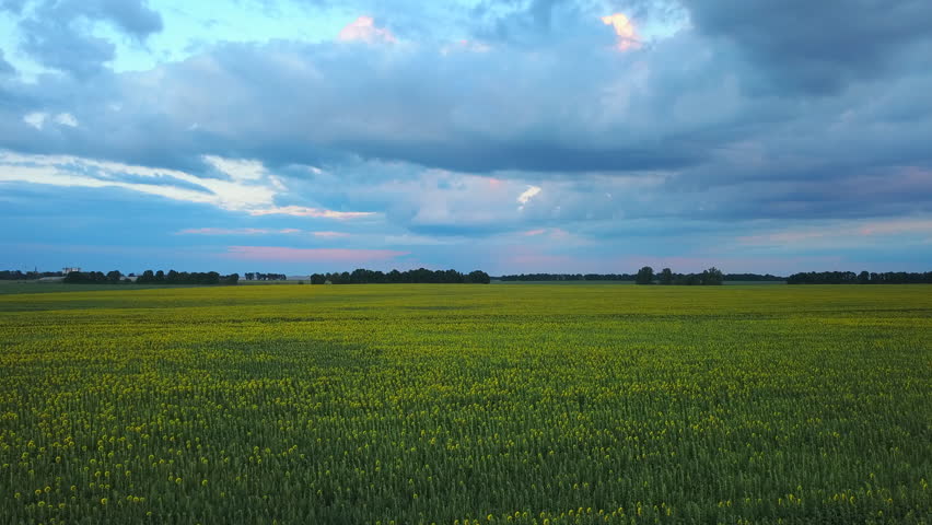 Flying above green sunflowers field at sunset. Beautiful storm clouds. Agriculture concept 