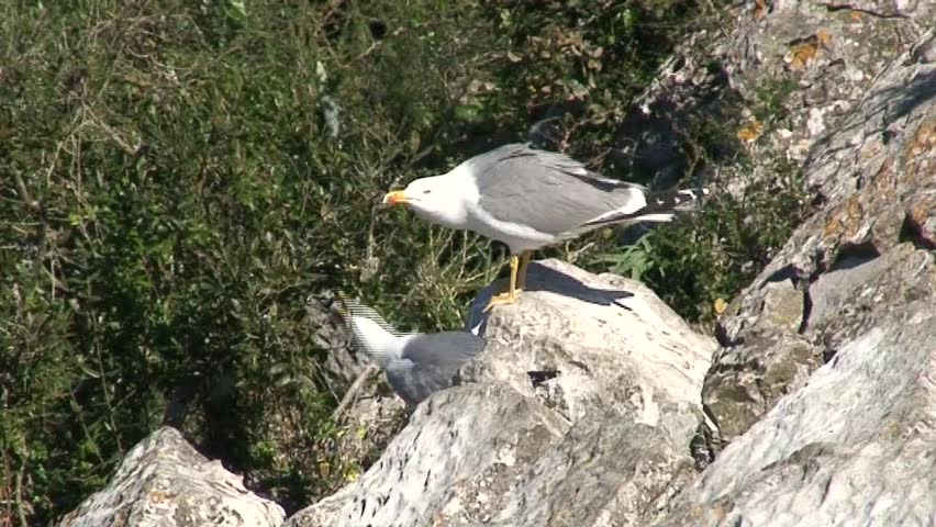 Pair of Seagulls squawking at each other on the rocks at Gibraltar