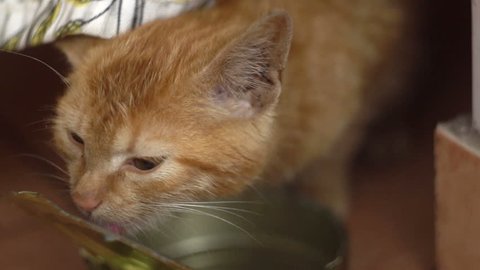 a small red kitten eats slow motion