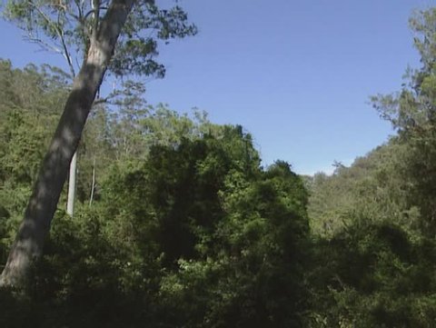valley and trees in rain forest of Barrington Tops National Park, Australia, New South Wales.