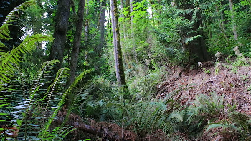  panning through a forest with lush green fern and a dry patch of brown dead fern