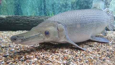 Alligator gar (Atractosteus spatula) rests on the pebble bed. Its body is torpedo shaped and is covered with bone-like, diamond-shaped scales. 