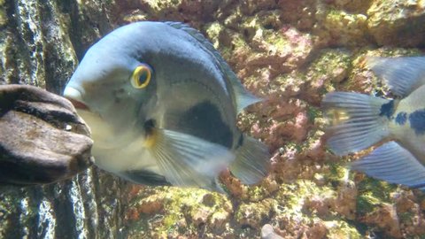 Uaru or chocolate cichlid (Uaru amphiacanthoides) has a dinner-plate shaped body. Behind it is a beautiful rocky wall as background. 