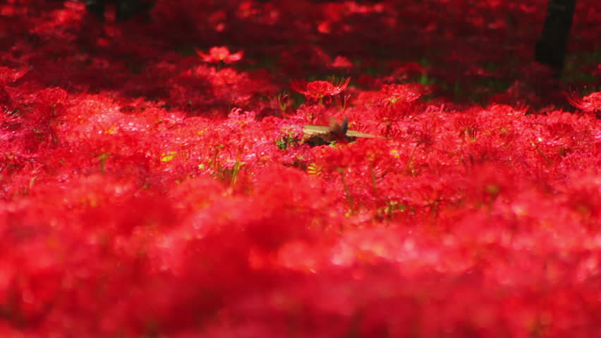 Butterfly In Red Spider Lily Stock Footage Video 100 Royalty Free Shutterstock