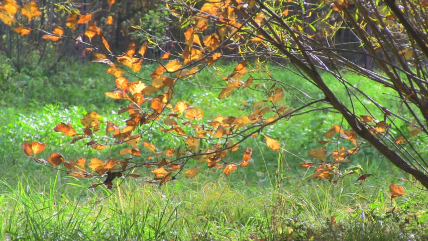 Autumn leaves on the nature background