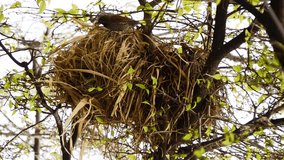 A sparrow nesting with hay on the twigs of Wrightia religiosa Benth at daytime in Bangkok, Thailand, southeast Asia in horizontal view.