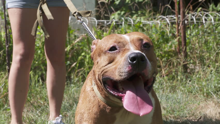 100 american staffordshire terrier