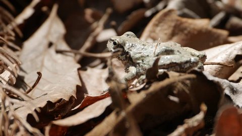 Japanese tree frog - Hyla japonica - is on fallen leaves in Nagano prefecture, JAPAN.