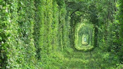 Unique Natural Tunnel of Love with Railway Road formed by Trees in Ukraine. Full HD 1920x1080 Video Clip