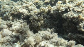 Fish camouflage a black scorpionfish Scorpaena porcus in the algae, underwater scene, Mediterranean sea, Catalonia, Costa Brava, Cap de Creus, Spain, 60fps