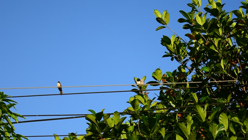 Two birds are on the power cord for warmth in the morning. And there are three other birds flying in the front garden.
