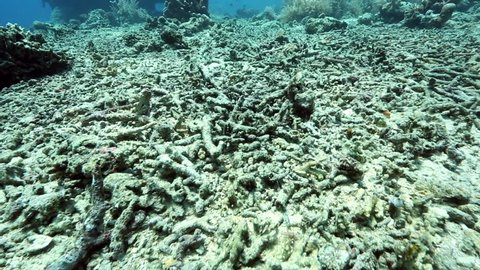 Dead corals on coral reef due to a combination of global warming and reef bomb fishing