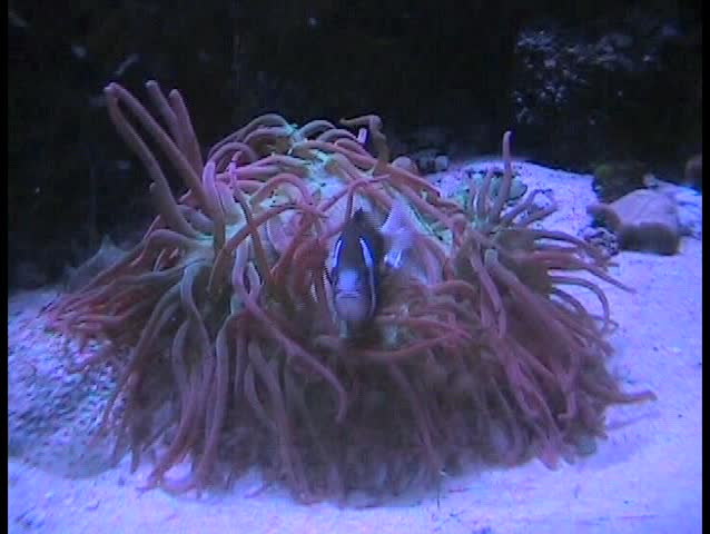 Clown fish (Nemo)