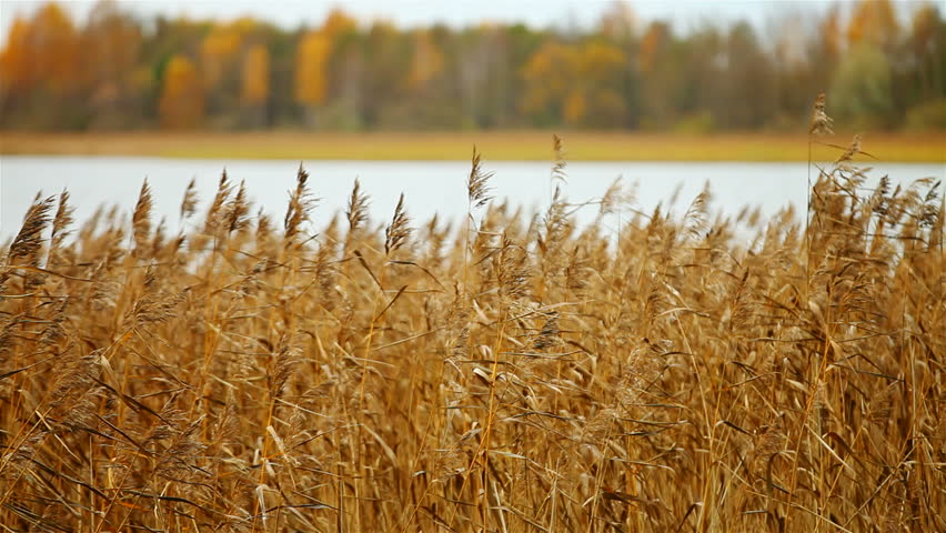 landscape, lakeside forest.. dolly shot. 