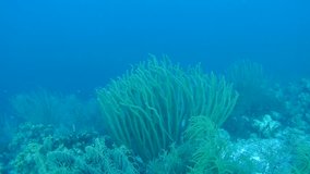 coral life caribbean sea underwater 1080P video