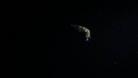 Squid shoots ink underwater at night
