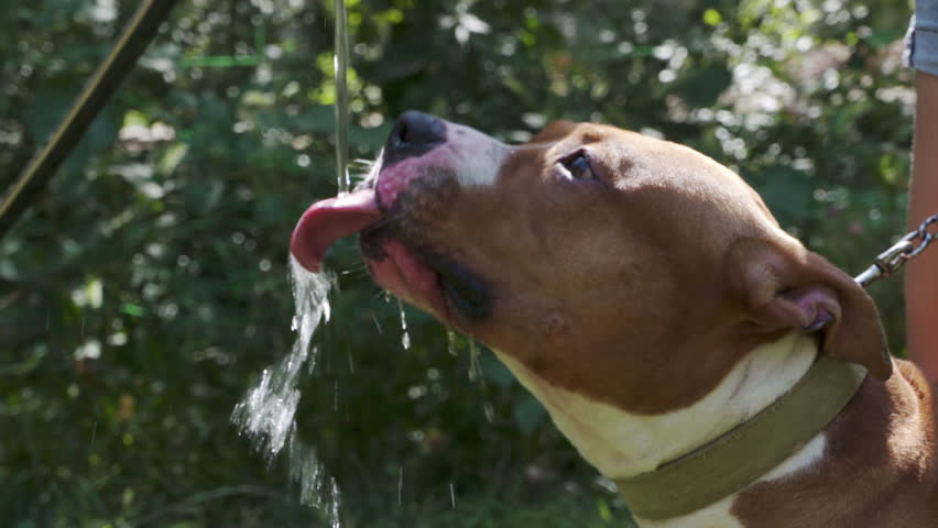 dog drinking from hose