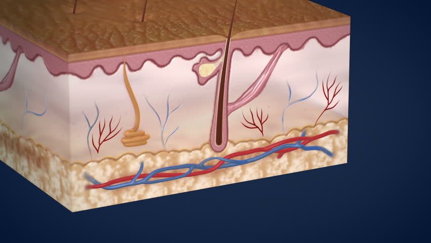 Layers of Human Skin and Stock Footage Video (100% Royalty-free