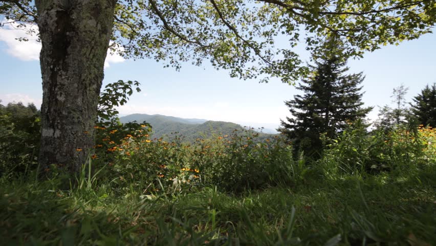 Great Smoky Mountains National Park with big tree and wildflower meadow near Newfound Gap, North Carolina, USA