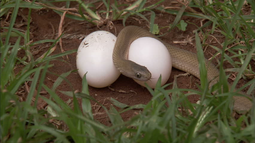 Egg-eater snake slivers over two eggs