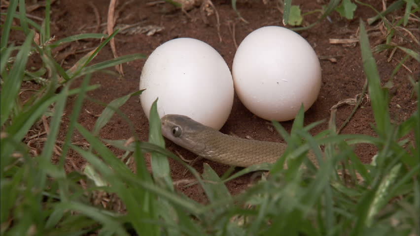 Egg-eater snake smelling two white eggs