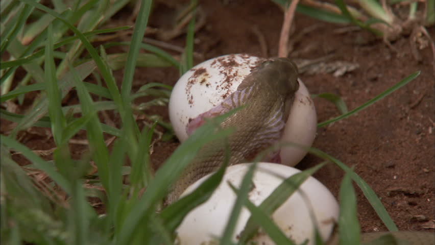 Egg-eater snake swallowing egg