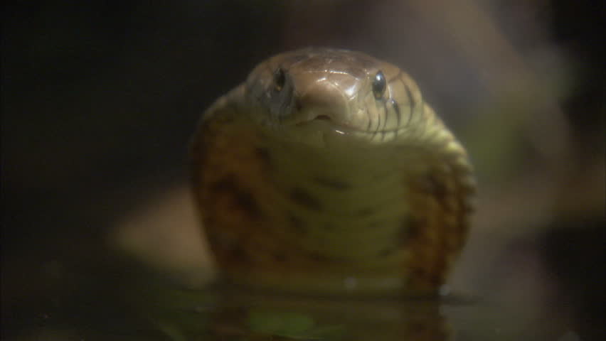 Close up of Forest cobra 's head