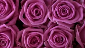 Buds of pink roses as a background. Camera movement on flower petals. HD 1920x1080 Video Clip