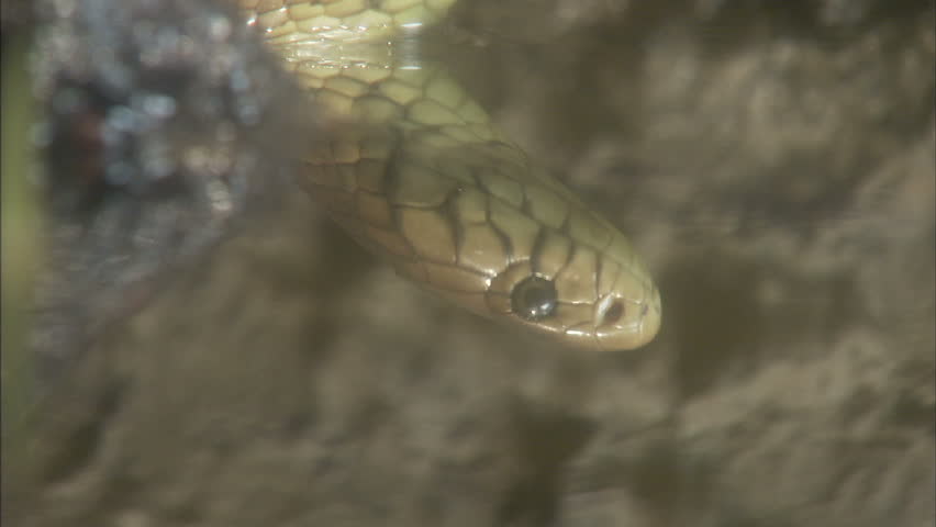 Reflection of forest cobra in the water.
