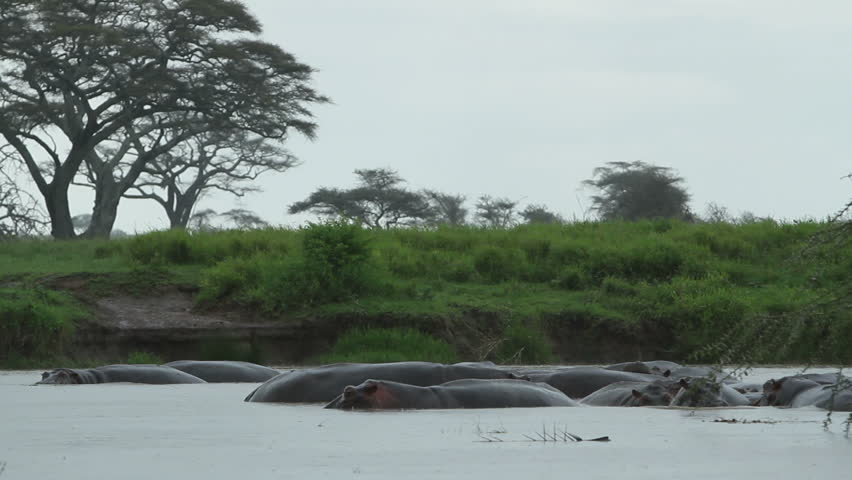 Hippos in the rain