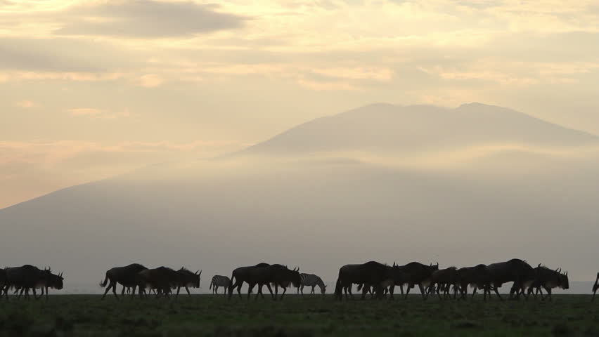 Large herd of wildebeest walking at dawn in the Serengeti.