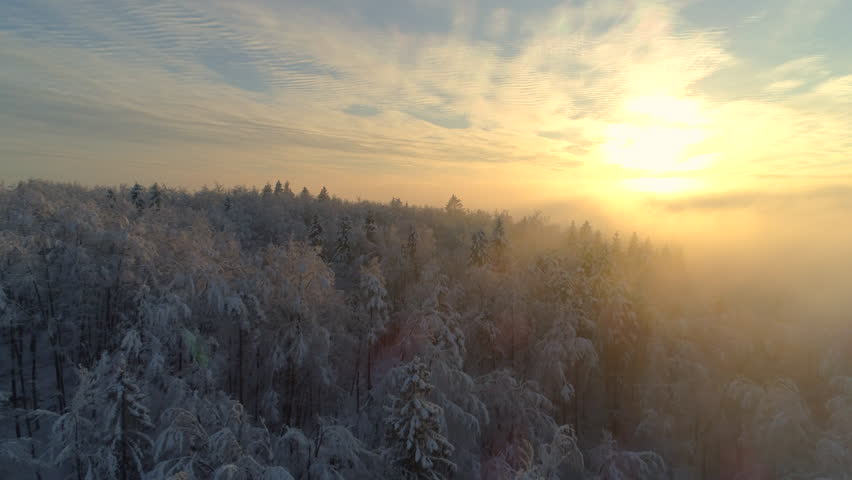 AERIAL CLOSE UP Flying over frozen treetops in snowy mixed forest at misty sunrise. Golden sun rising behind icy mixed forest wrapped in morning fog and snow in cold winter. Stunning winter landscape