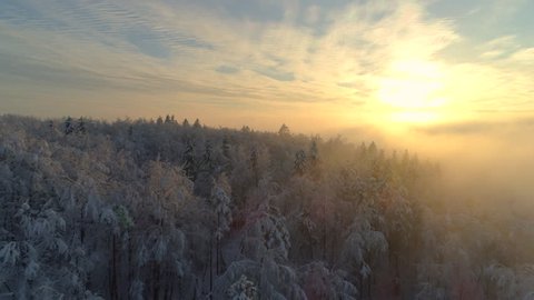 AERIAL CLOSE UP Flying over frozen treetops in snowy mixed forest at misty sunrise. Golden sun rising behind icy mixed forest wrapped in morning fog and snow in cold winter. Stunning winter landscape