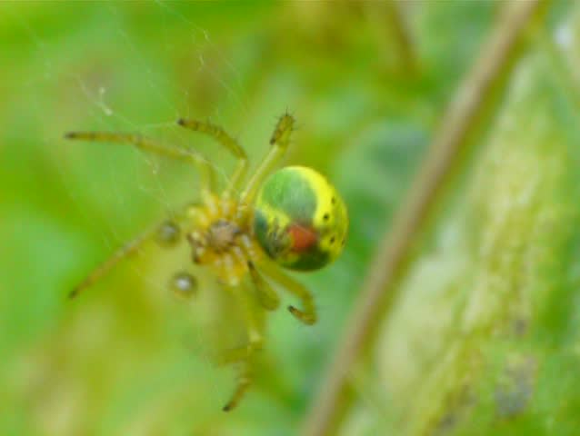 Spider closeup