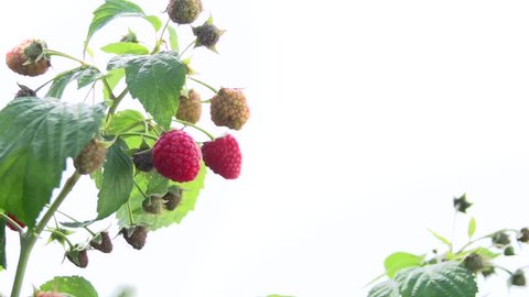 Raspberry. Raspberries on a bush swinging in the wind. Slow motion 240 fps. High speed camera shot. Full HD 1080p. 