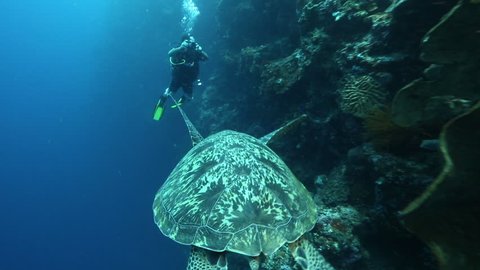 BUNAKEN ISLAND, INDONESIA - SEP 09: Scuba diver takes a photo as large male green sea turtle swims past on September 09, 2017 at Bunaken Island, Indonesia