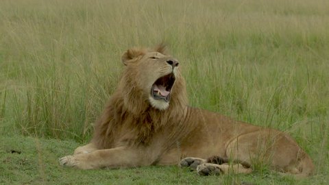 Male Lion (Panthera leo) yawning on savannah, close-up, Maasai Mara,