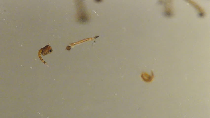 Asian Tiger Mosquito (Aedes albopictus) Larvae and Pupae, slow-motion, 1/2