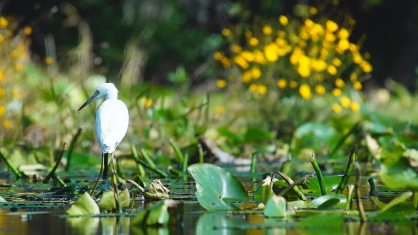 Great Egret (Ardea alba), Great White Egret, Great White Heron, hunting in a