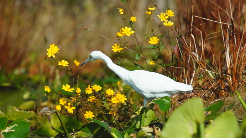 Great Egret (Ardea alba), Great White Egret, Great White Heron, hunting in a
