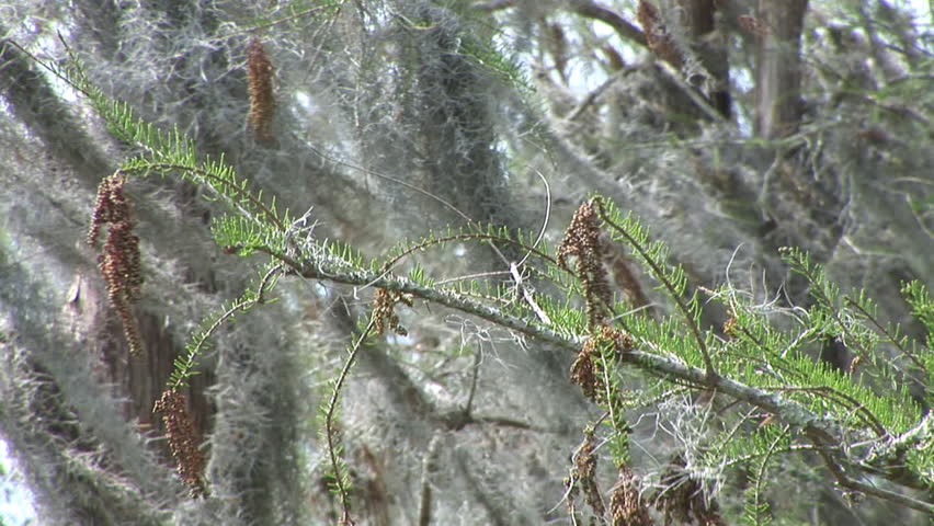 Spanish Moss blowing in the wind in a central Florida Cypress Swamp. Spanish