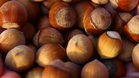 Macro shot of many fresh brown hazelnuts in shells in small hands of little child. View from above. Real time full hd video footage.