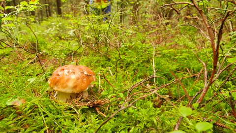 Man in gum boots find mushroom in spruce forest. Hand cut off boletus mushroom by jagged blade knife, than mushroomer hands placing mushroom into wicker basket. The mushroom hunting 