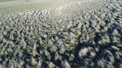 Video of a Drone Herding Sheep in New Zealand. Drone captures footage of the herd stampeding through a sheep field.